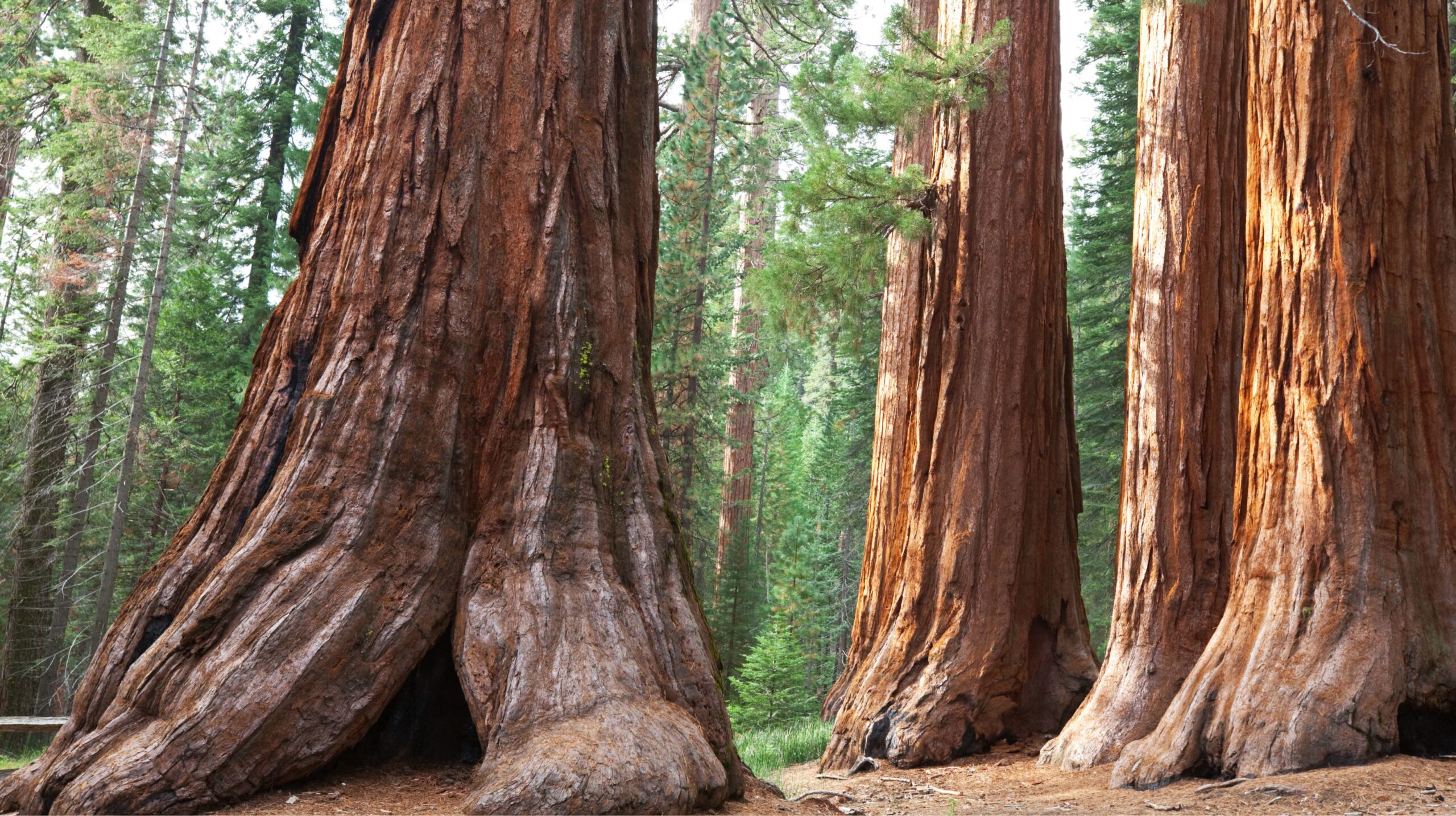 Accessible Activities in Sequoia and Kings Canyon National Parks