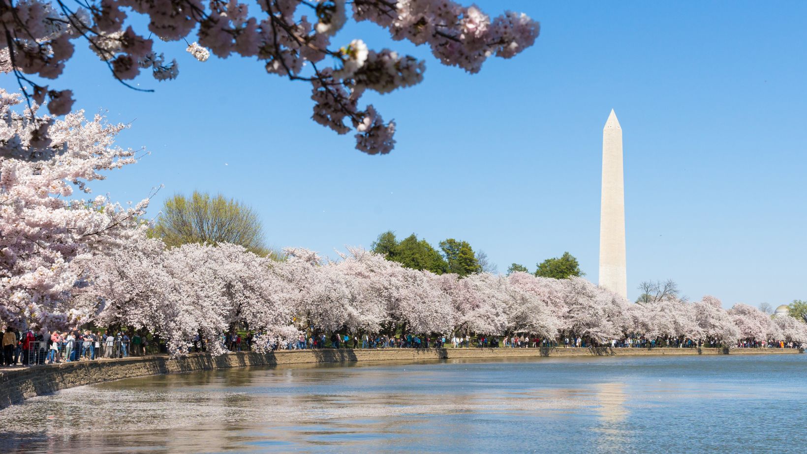 Cherry Blossom Season Washington D.C.