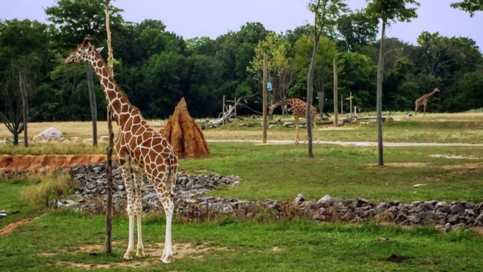 wheelchair accessible zoo