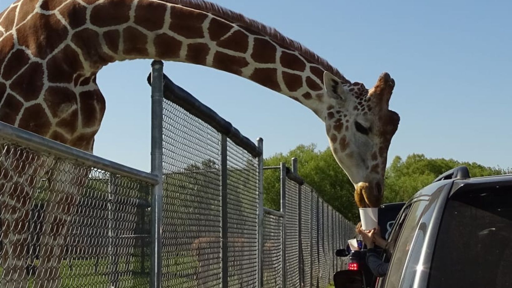 Drive-Thru Wildlife Refuges