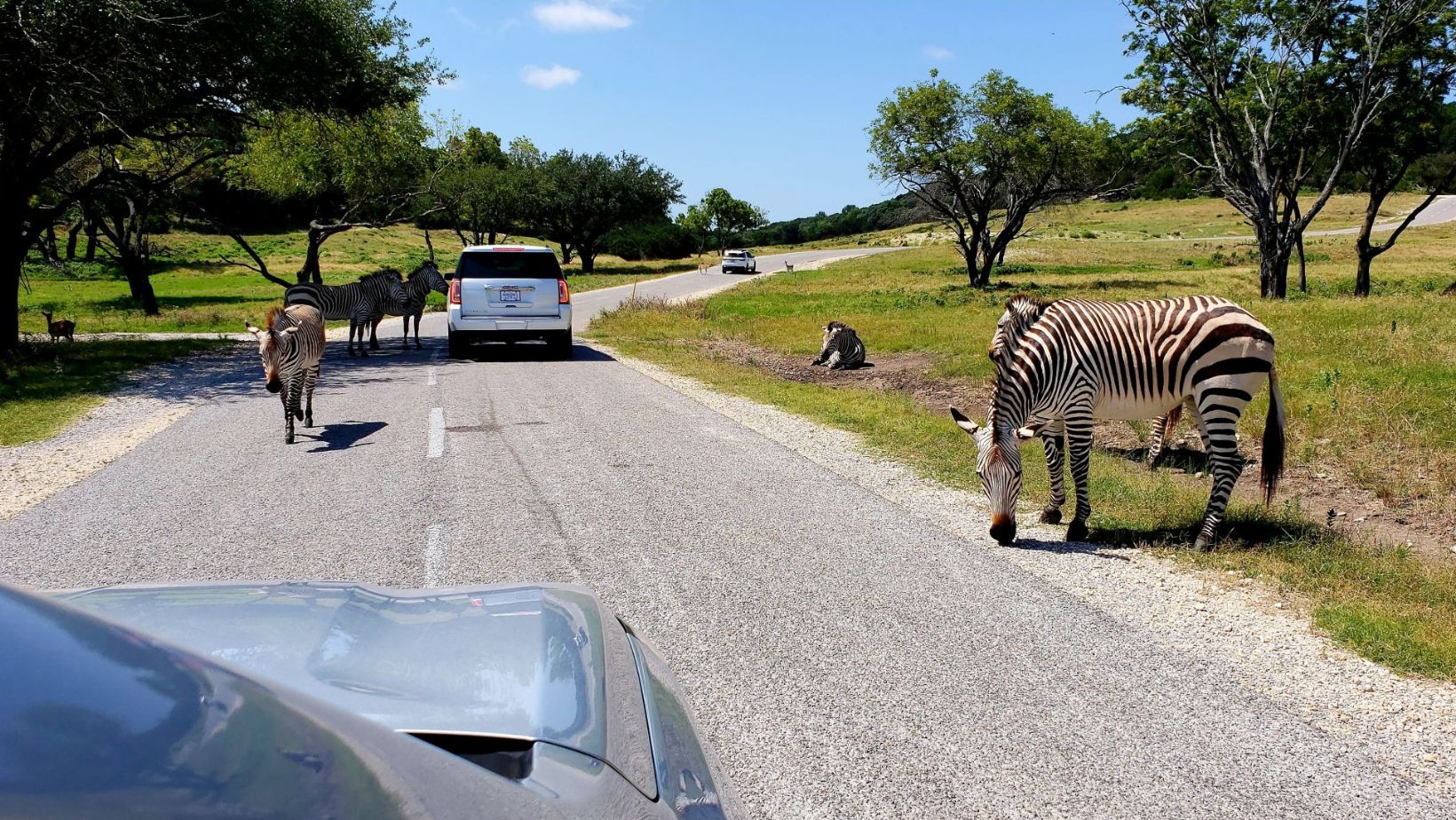 Drive-Thru Wildlife Refuges