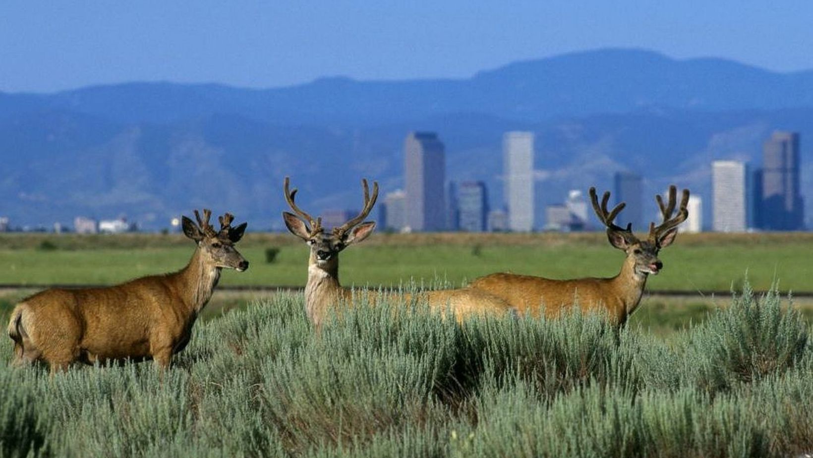 Drive-Thru Wildlife Refuges