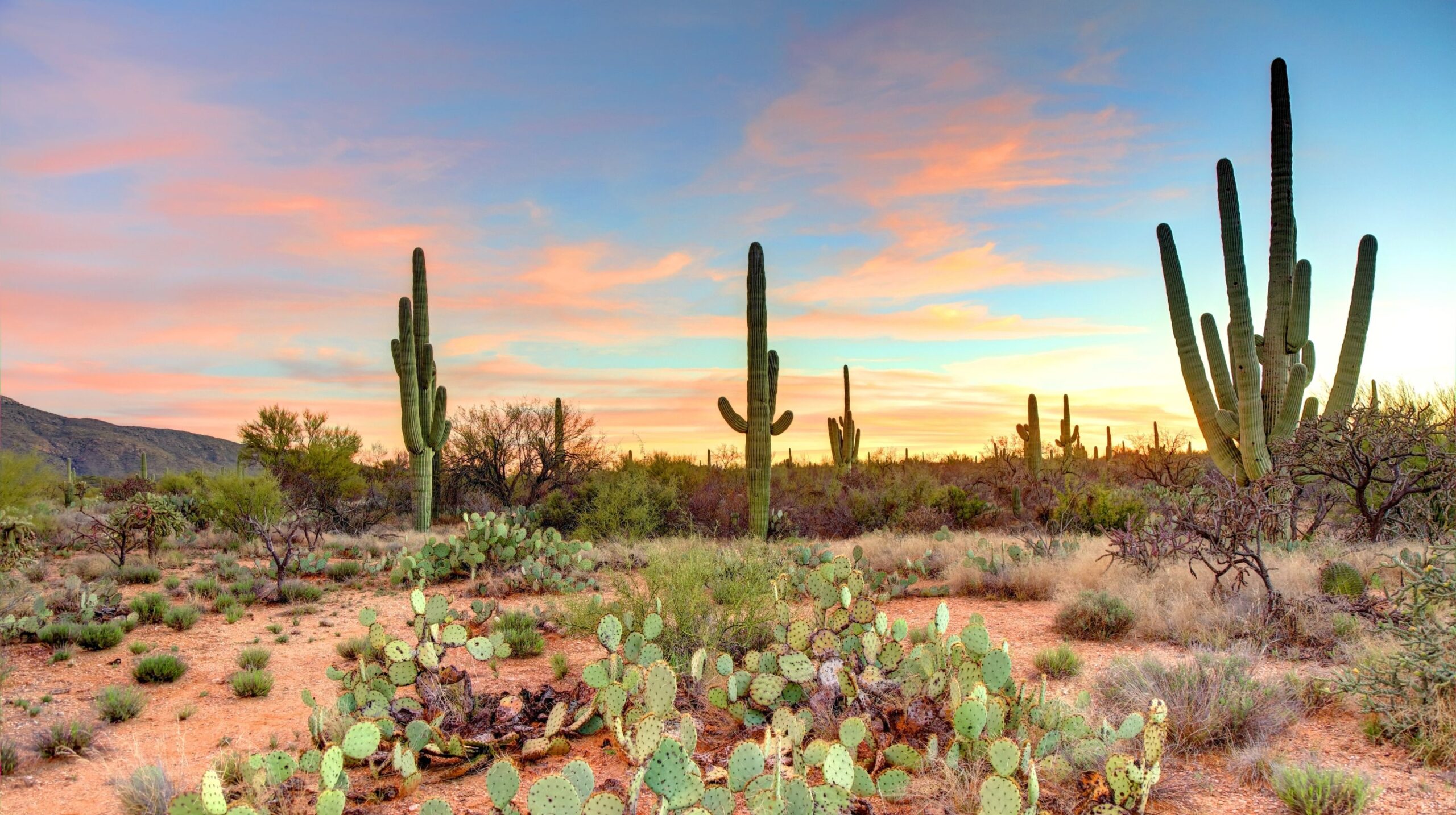 Saguaro National Park, Arizona (Tucson) Accessible Thanksgiving Getaways