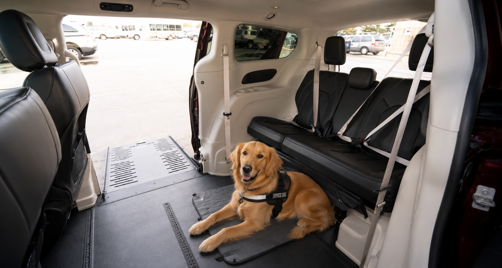 Traveling With Service Animals: Hot Weather Comfort and Vehicle Planning